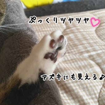 タピオカアズキにくきぅ