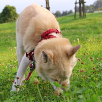 愛犬まるはクンクン三昧