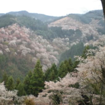 吉野山の桜