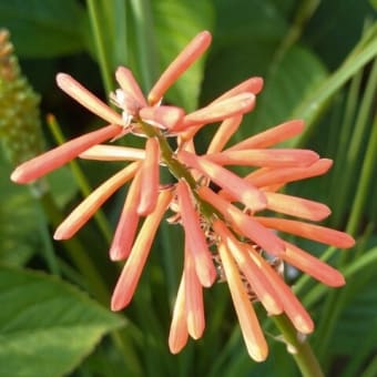 花散歩