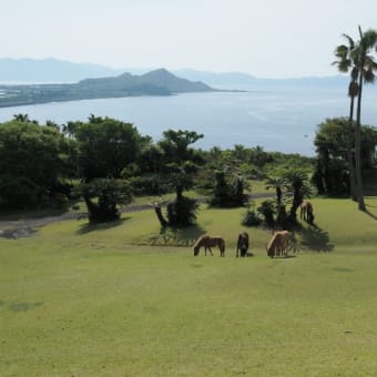 開聞山麓自然公園とトカラ馬