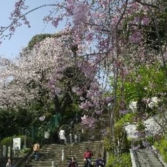 本門寺の五重塔は弁柄塗りの真っ赤で境内の桜にも負けていません、桜には早い頃には池上梅園の梅があります