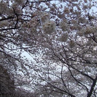 3月27日 (月) 上野公園の桜はすごいです。。。さてと、『オテロ』見ました。