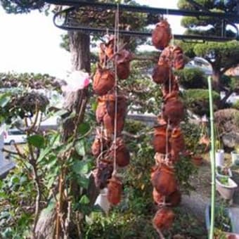 甲州丸：干し柿作り