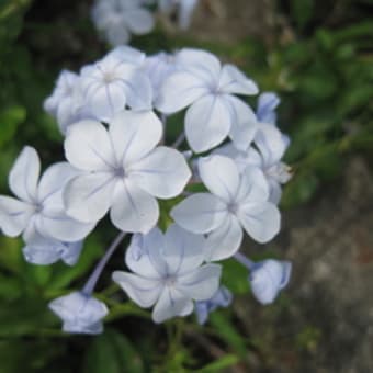 雨降り