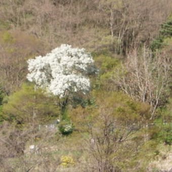 山菜取り