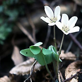 伊賀の山に咲く早春の花　　フモトスミレ
