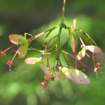 モミジの花。