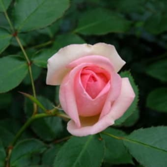 雨上がりの花たち