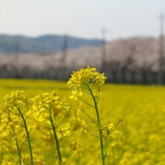 どちらが主役？