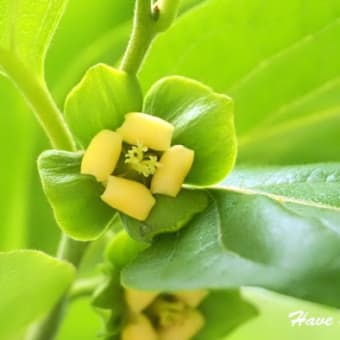 こんなお花が