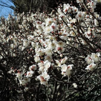 東風（こち）吹かば　にほひをこせよ　梅の花