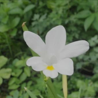 フリージアの原種、2種で～す。 ピンクの花がF.ベルコーサ、白い花が・・・