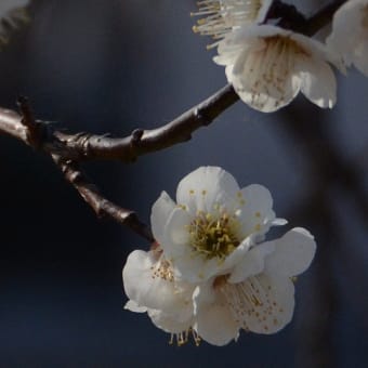 梅の花