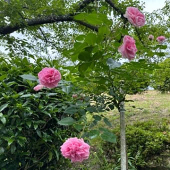 湧永満之記念庭園の薔薇