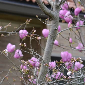 庭の桜と土筆。