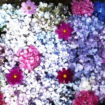 奈良般若寺 紫陽花の宴