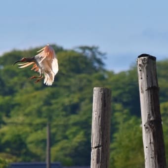 巣立ち前の長元坊