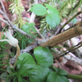 早池峰山（ナガバキタアザミとミヤマアケボノソウを観るために）　