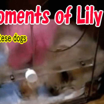 Dog of lung cancer,Last moments of Lily　リリーの最期