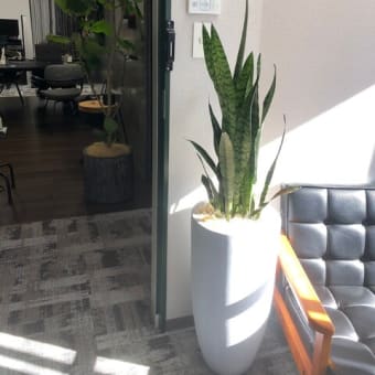 オフィスへの観葉植物レンタル
