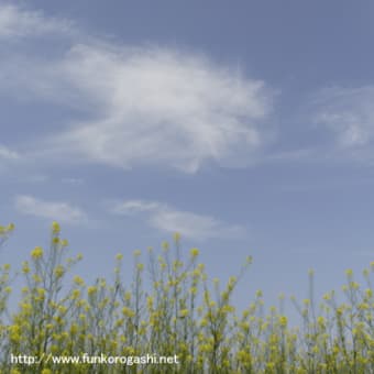 菜の花と、蝶（小さいけど飛んでます）