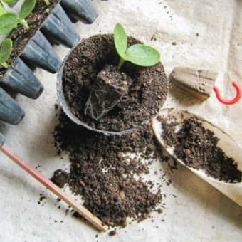 紫山芋、ベストなタイミングで植え付け！