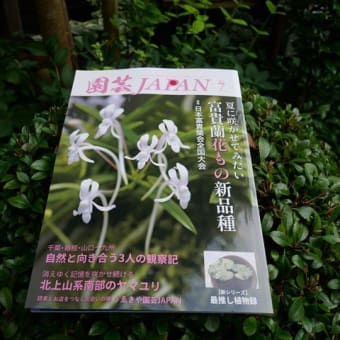 謎のムヨウラン観察中