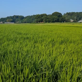 稲作１０