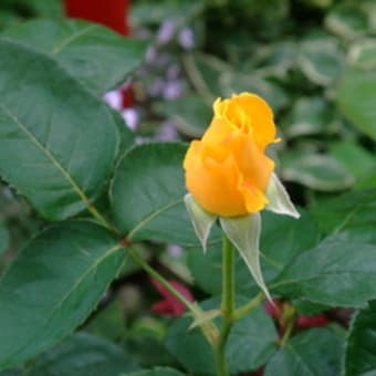 雨上がりの花たち