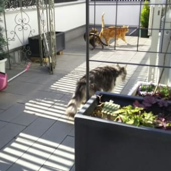 猫ベランダ