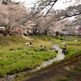猪苗代町、観音寺川桜並木に行って。