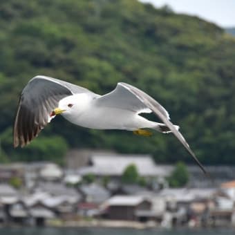 ル・ソレアルが伊根沖～宮津沖へ来たのでウロウロドライブ、、、その１（計６０枚）