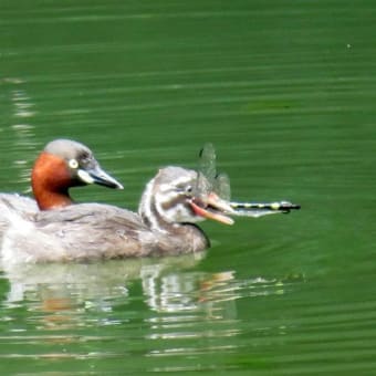 カイツブリの親子とウチワヤンマ