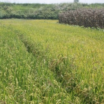 雲南省大理で自然農法で米を作る日本人