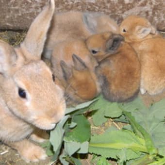 うさぎ年がやってきます！