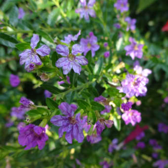 秋の花は尽きず・・・