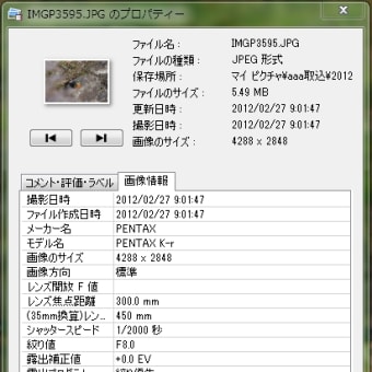 かわせみ　翡翠　知多半島東浦町の鳥　２月 ２７日のカワセミ