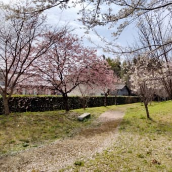 家の前の桜で花見気分