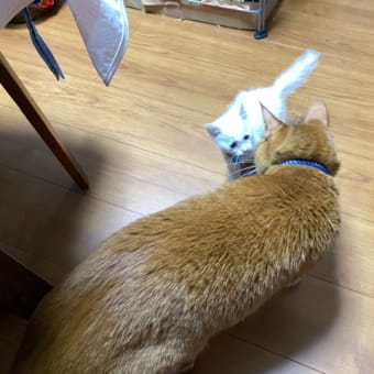 可愛くて