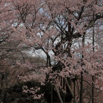 PHOTO PAL CLUB第3回写真展(2024年)の出展作品