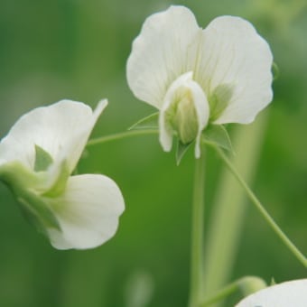 豆科の花