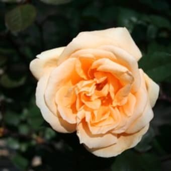 レデイーヒリンドンは紅茶の香り、ダンス・ド・フェはビロードの剣弁