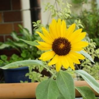 雨上がりの花