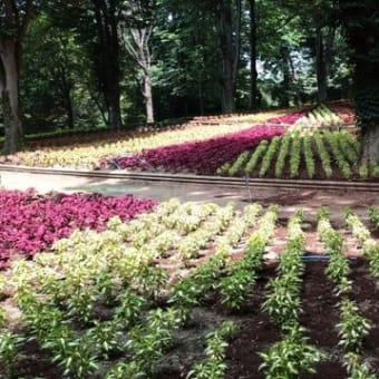 森林公園 花散歩