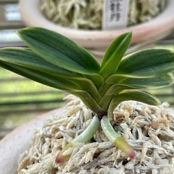 玉金剛三彩三光芸