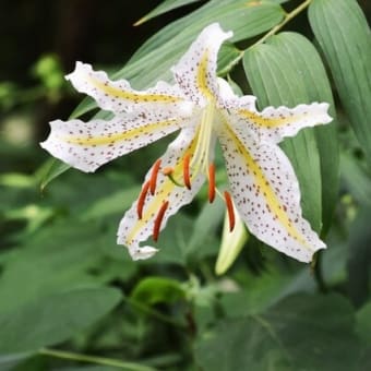森林公園のヤマユリ