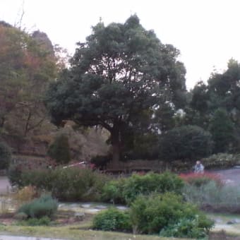 スケッチに行こう！～下見編・ハーブ園