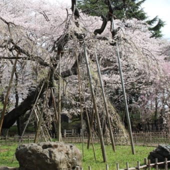 地元の桜と不気味な石段