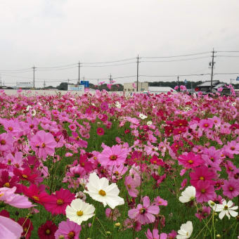 返ってきた２年目とコスモス畑